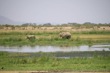 Kenya Afrika 'daki Amboseli Ulusal Parkı manzarası. Doğa ve hayvanlar