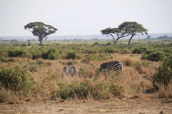 Amboseli Nationaal Park Landschap Kenia Afrika Natuur Dieren — Stockfoto
