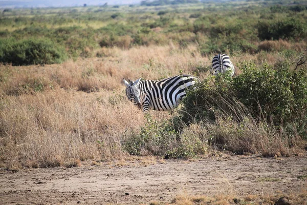 Krajina Národního Parku Amboseli Keni Africe Druh Zvířata — Stock fotografie