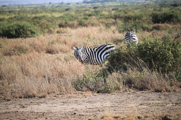 Amboseli Nationaal Park Landschap Kenia Afrika Natuur Dieren — Stockfoto