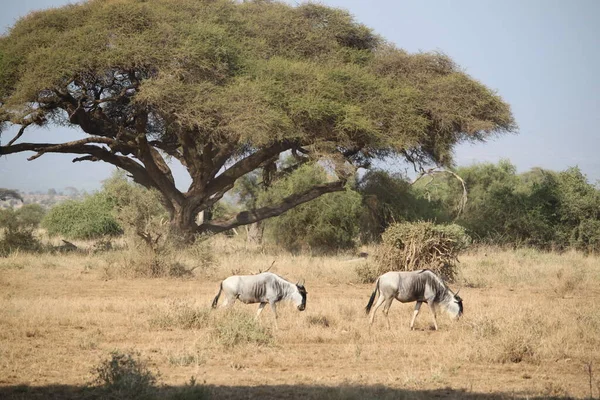Kenya Afrika Daki Amboseli Ulusal Parkı Manzarası Doğa Hayvanlar — Stok fotoğraf