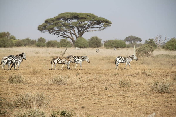 Amboseli National Park landscape in Kenya Africa. Nature and animals
