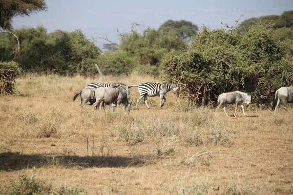 Parque Nacional Amboseli Paisaje Kenia África Naturaleza Animales —  Fotos de Stock