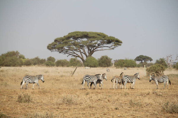 Amboseli National Park landscape in Kenya Africa. Nature and animals