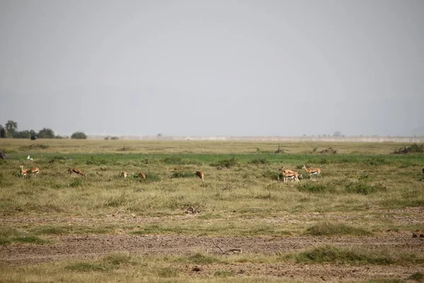 Amboseli Nationalpark Landschaft Kenia Afrika Natur Und Tiere — Stockfoto