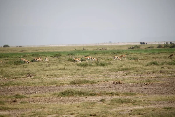 Εθνικό Πάρκο Amboseli Τοπίο Στην Κένυα Αφρική Φύση Και Ζώα — Φωτογραφία Αρχείου