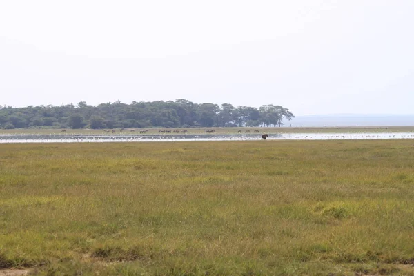 Kenya Afrika Daki Amboseli Ulusal Parkı Manzarası Doğa Hayvanlar — Stok fotoğraf