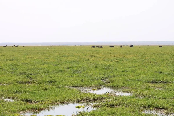 Parque Nacional Amboseli Paisagem Quênia África Natureza Animais — Fotografia de Stock