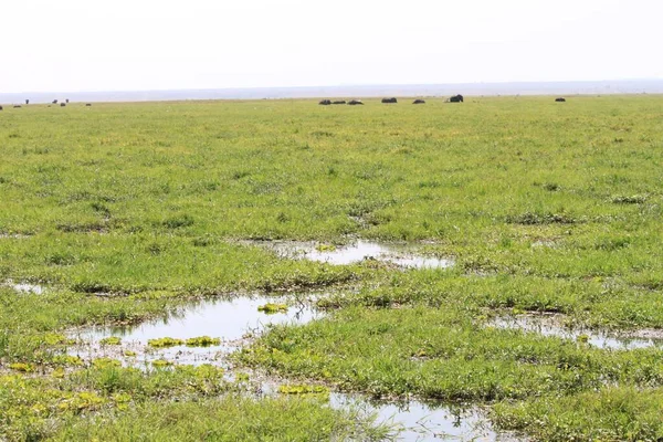 Parque Nacional Amboseli Paisagem Quênia África Natureza Animais — Fotografia de Stock