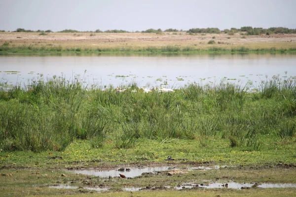 Parque Nacional Amboseli Paisaje Kenia África Naturaleza Animales — Foto de Stock