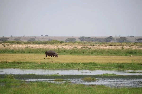 Parque Nacional Amboseli Paisaje Kenia África Naturaleza Animales — Foto de Stock