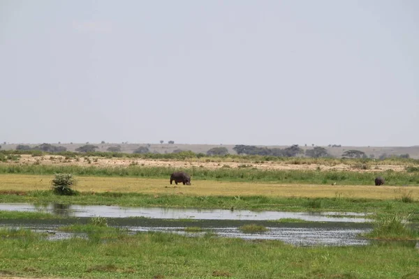 Parque Nacional Amboseli Paisagem Quênia África Natureza Animais — Fotografia de Stock