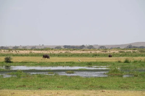 Εθνικό Πάρκο Amboseli Τοπίο Στην Κένυα Αφρική Φύση Και Ζώα — Φωτογραφία Αρχείου