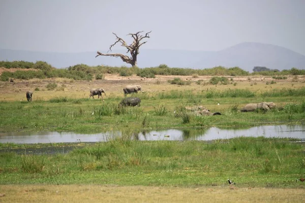 Kenya Afrika Daki Amboseli Ulusal Parkı Manzarası Doğa Hayvanlar — Stok fotoğraf