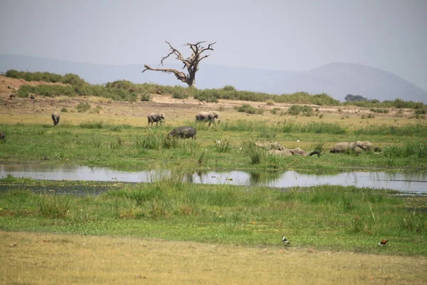 Національний Парк Амбоселі Кенії Африка Природа Тварини — стокове фото