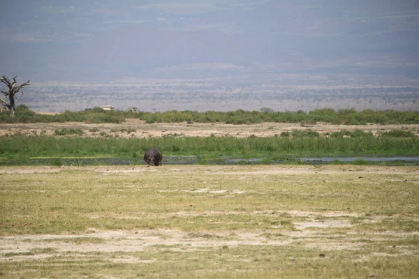 肯尼亚安博塞利国家公园景观 自然和动物 — 图库照片