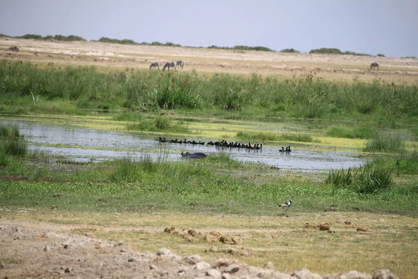 Amboseli National Park Landskap Kenya Afrika Natur Och Djur — Stockfoto