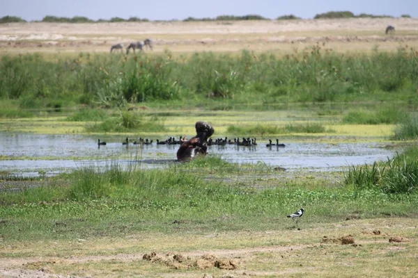 Amboseli National Park Landskap Kenya Afrika Natur Och Djur — Stockfoto