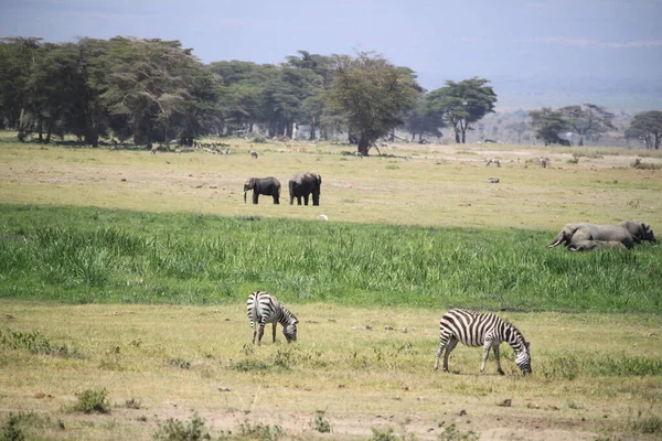 Parc National Amboseli Paysage Kenya Afrique Nature Animaux — Photo