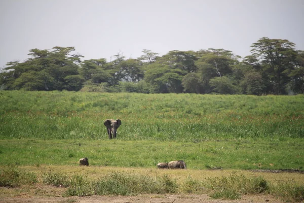 Paesaggio Del Parco Nazionale Amboseli Kenya Africa Natura Animali — Foto Stock