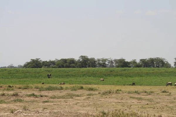 Εθνικό Πάρκο Amboseli Τοπίο Στην Κένυα Αφρική Φύση Και Ζώα — Φωτογραφία Αρχείου