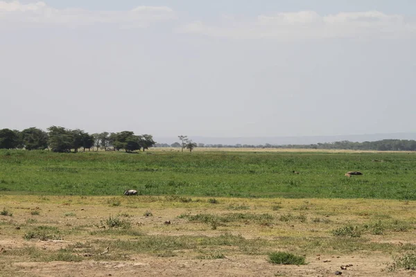 Amboseli Nationalpark Landschaft Kenia Afrika Natur Und Tiere — Stockfoto