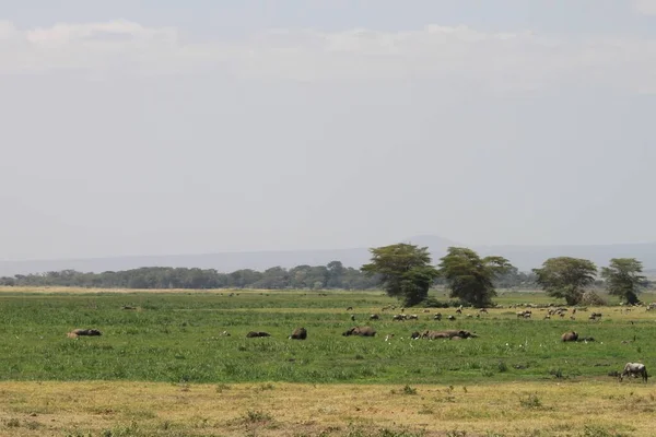 ケニアのアンボゼリ国立公園の風景アフリカ 自然と動物 — ストック写真
