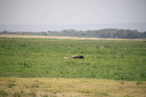 Amboseli National Park Landscape Kenya Africa Nature Animals — Stock Photo, Image