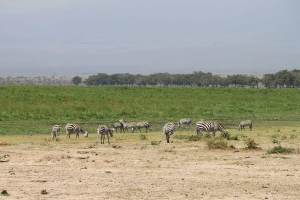 Parque Nacional Amboseli Paisagem Quênia África Natureza Animais — Fotografia de Stock