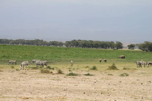 Kenya Afrika Daki Amboseli Ulusal Parkı Manzarası Doğa Hayvanlar — Stok fotoğraf