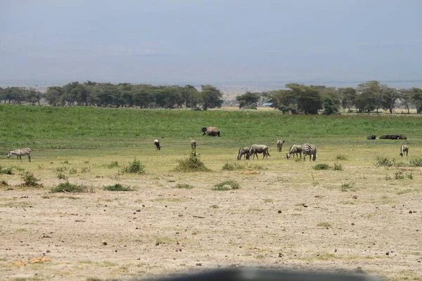 Parque Nacional Amboseli Paisagem Quênia África Natureza Animais — Fotografia de Stock