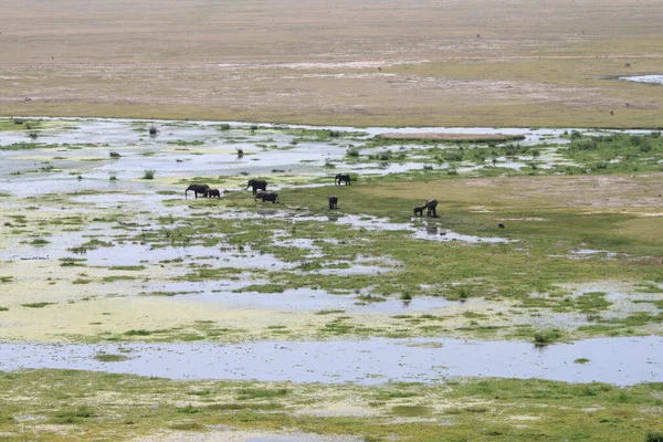 Εθνικό Πάρκο Amboseli Τοπίο Στην Κένυα Αφρική Φύση Και Ζώα — Φωτογραφία Αρχείου