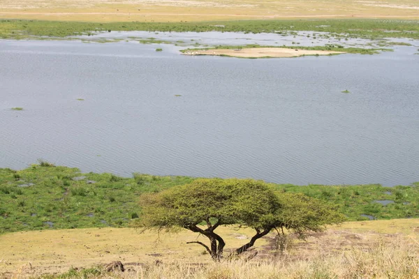 Amboseli National Park Landscape Kenya Africa Nature Animals — Stock Photo, Image