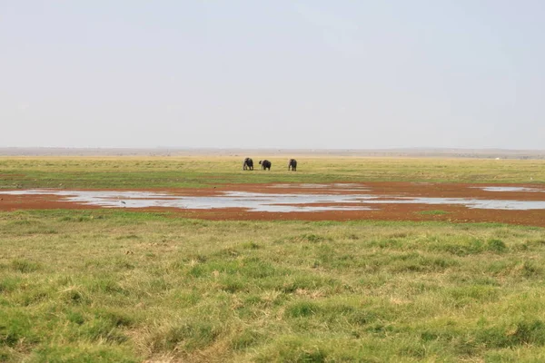 Parque Nacional Amboseli Paisagem Quênia África Natureza Animais — Fotografia de Stock