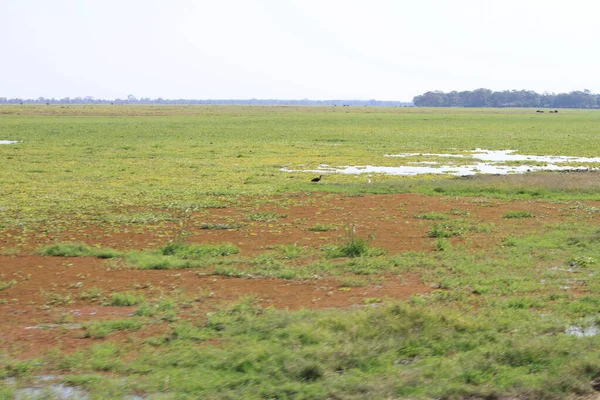 Amboseli National Park Landskap Kenya Afrika Natur Och Djur — Stockfoto