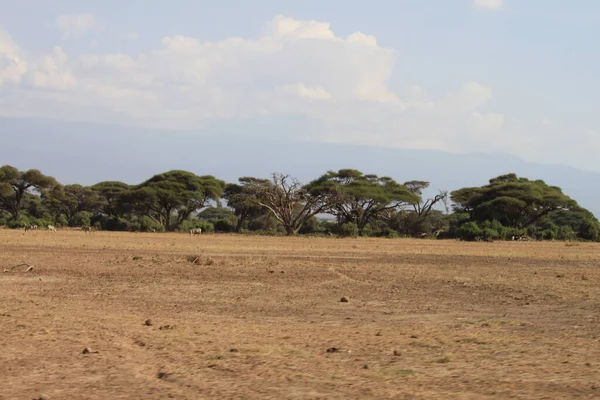 Paesaggio Del Parco Nazionale Amboseli Kenya Africa Natura Animali — Foto Stock