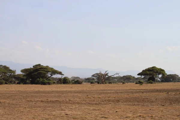 Parc National Amboseli Paysage Kenya Afrique Nature Animaux — Photo
