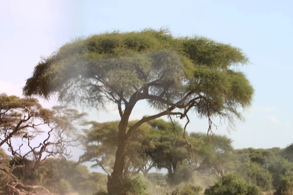 Parc National Amboseli Paysage Kenya Afrique Nature Animaux — Photo