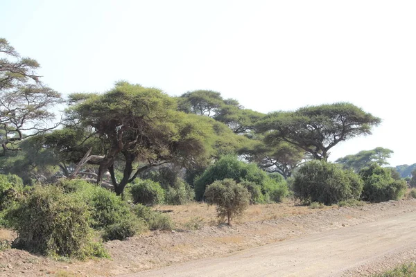 Krajina Národního Parku Amboseli Keni Africe Druh Zvířata — Stock fotografie