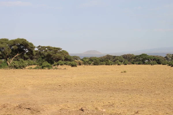 Amboseli National Park Landscape Kenya Africa Nature Animals — Stock Photo, Image