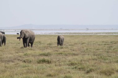 Kenya Afrika 'daki Amboseli Ulusal Parkı' ndaki filler. Doğa ve hayvanlar