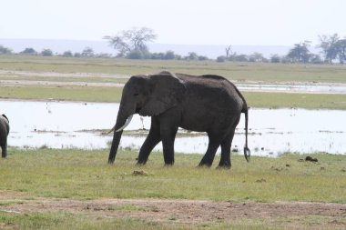 Kenya Afrika 'daki Amboseli Ulusal Parkı' ndaki filler. Doğa ve hayvanlar
