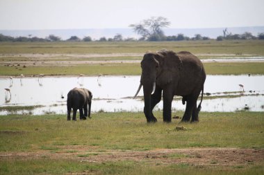 Kenya Afrika 'daki Amboseli Ulusal Parkı' ndaki filler. Doğa ve hayvanlar