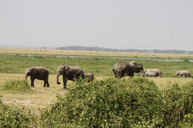 Kenya Afrika 'daki Amboseli Ulusal Parkı' ndaki filler. Doğa ve hayvanlar
