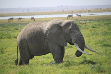 Kenya Afrika 'daki Amboseli Ulusal Parkı' ndaki filler. Doğa ve hayvanlar