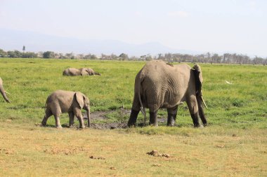 Kenya Afrika 'daki Amboseli Ulusal Parkı' ndaki filler. Doğa ve hayvanlar
