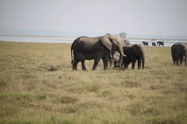 Kenya Afrika Daki Amboseli Ulusal Parkı Ndaki Filler Doğa Hayvanlar — Stok fotoğraf