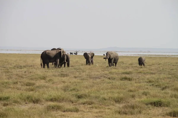 Ελέφαντες Στο Εθνικό Πάρκο Amboseli Στην Κένυα Της Αφρικής Φύση — Φωτογραφία Αρχείου