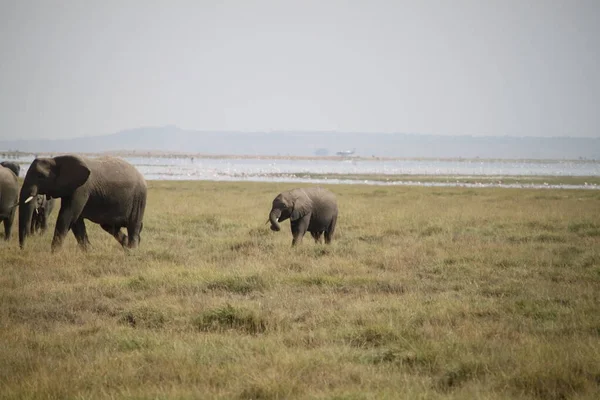 Elefantes Parque Nacional Amboseli Kenia África Naturaleza Animales —  Fotos de Stock