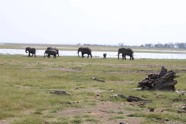 Elephants Amboseli National Park Kenya Africa Nature Animals — Stock Photo, Image